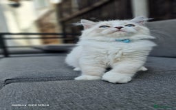 Neva Masquerade cats for sale: Siberian Neva Masquarade Kitten - Image 4