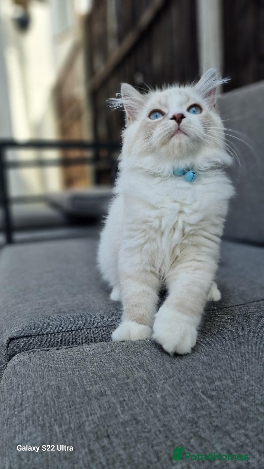 Neva Masquerade cats for sale: Siberian Neva Masquarade Kitten - Image 4