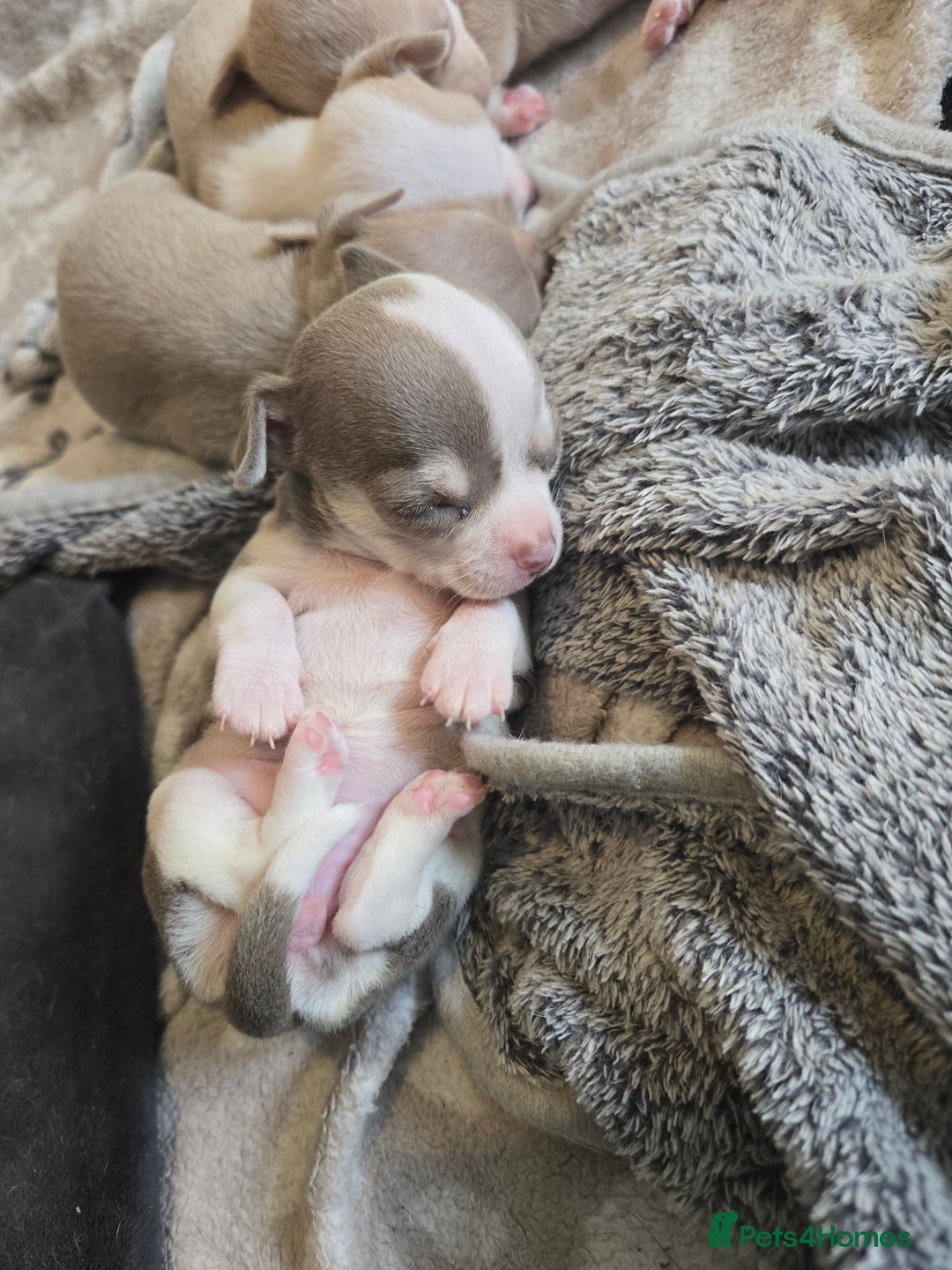 Chihuahua dogs for sale: Gorgeous Chihuahua Puppies Looking 4 Forever Homes - Image 11