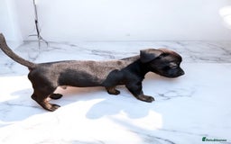 Mixed Breed dogs for sale: Daxiecross Frenchy  - Image 7