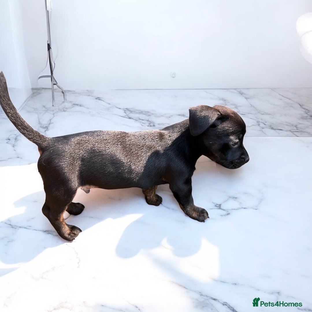 Mixed Breed dogs for sale: Daxiecross Frenchy  - Image 7