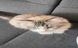 Ragdoll cats for sale: Beautiful Ragdoll Kittens Ready for Reservaton! 🐾 - Image 10