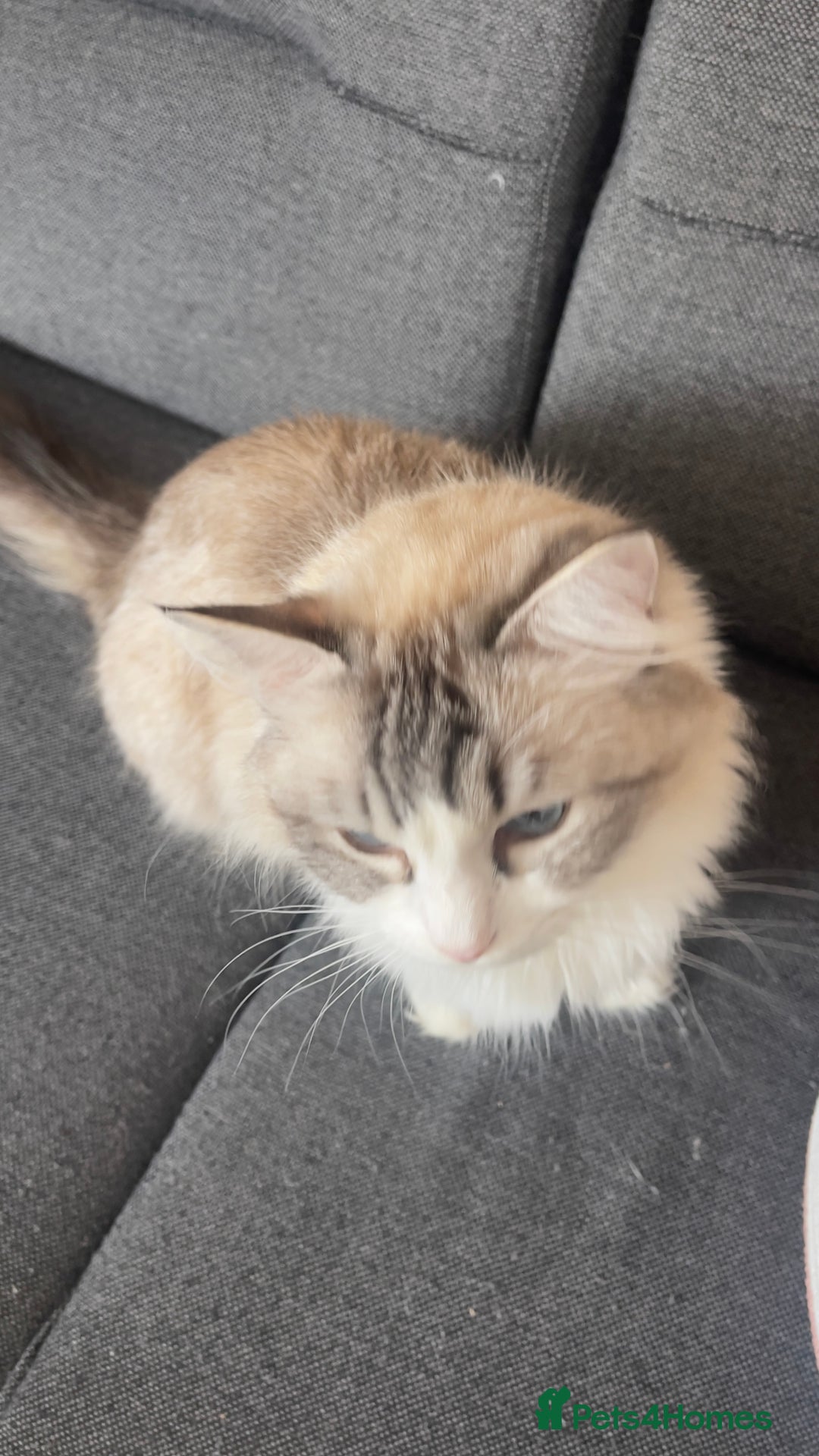 Ragdoll cats for sale: Beautiful Ragdoll Kittens Ready for Reservaton! 🐾 - Image 10