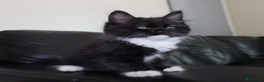 Turkish Angora 1