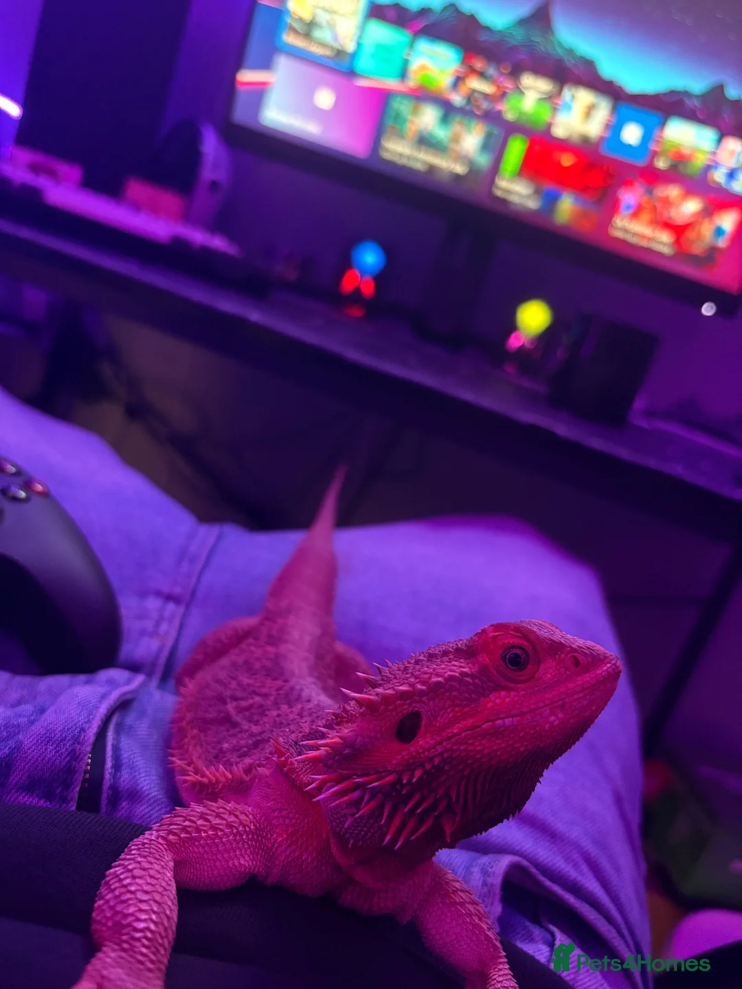 Bearded Dragon reptiles for sale: Leather back bearded dragon in Ashford - Advert 2