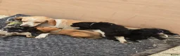 Beagle dogs for sale: Beaglepoo/poogles in Dartford - Advert 9