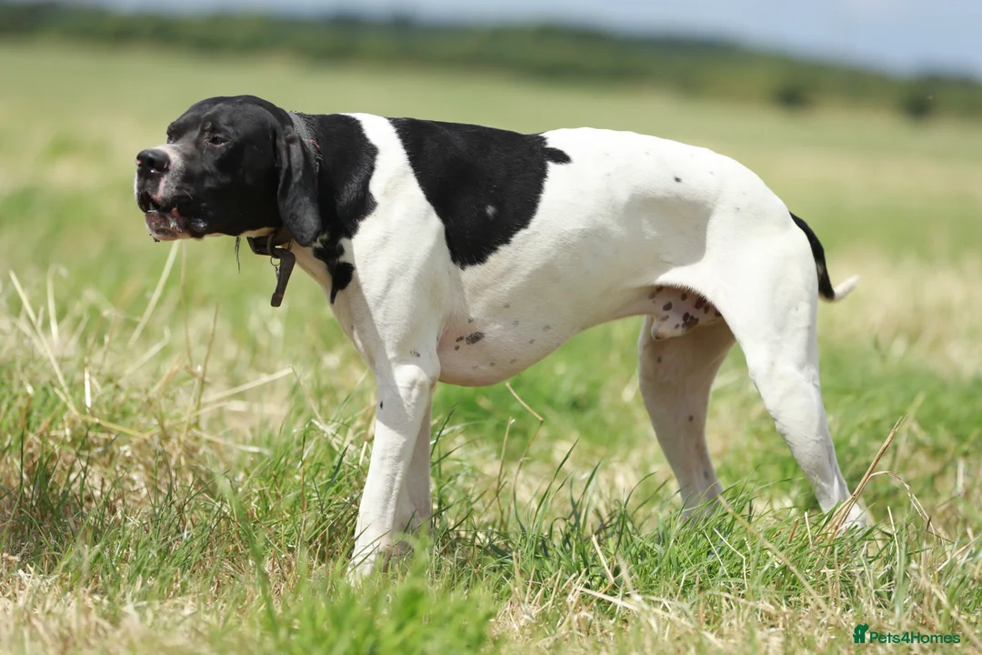 Pointer dogs for stud: Proven Health tested pointer  in Doncaster - Advert 7