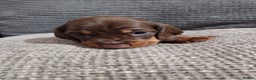 Miniature Dachshund dogs for sale: Miniature Smooth Haired Dachshund  - Advert 5