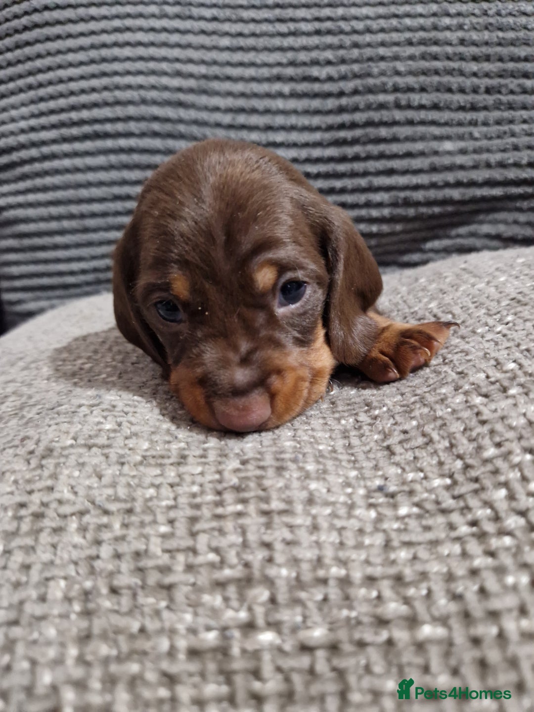 Miniature Dachshund dogs for sale: Miniature Smooth Haired Dachshund  - Advert 5