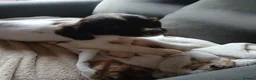 English Springer Spaniel dogs for sale: Springer spaniel - Advert 8
