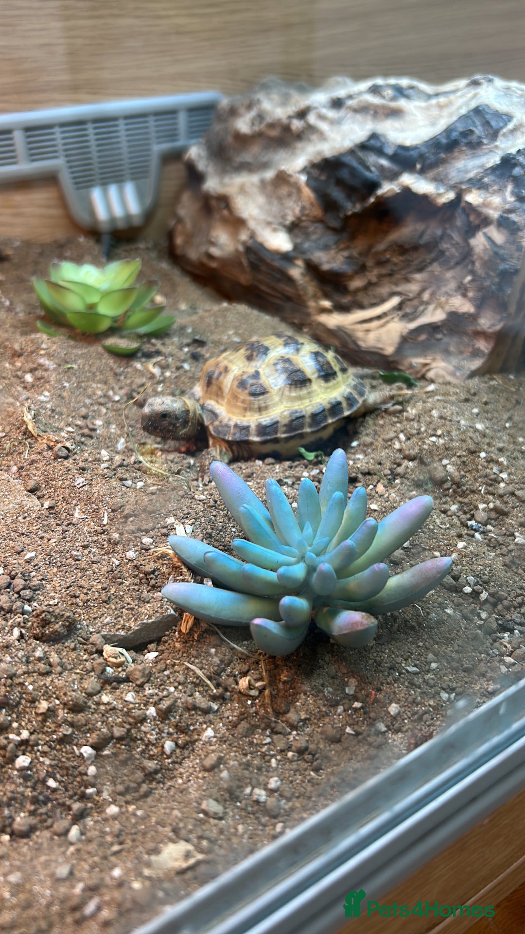 Tortoise reptiles for sale: Shelly The Tortoise  - Image 6