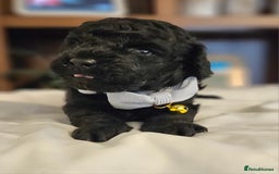 Toy Poodle dogs for sale: Toy poodle puppies D.N.A clear. - Image 1