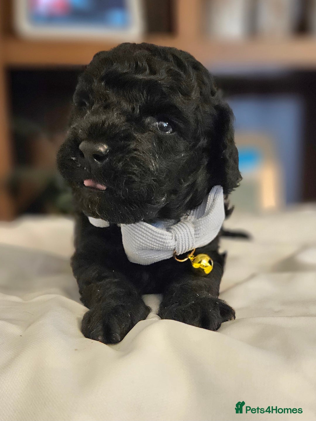 Toy Poodle dogs for sale: Toy poodle puppies D.N.A clear. - Image 1
