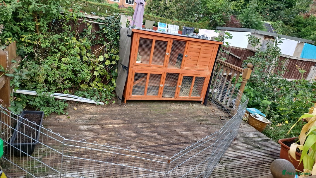 Mini Lop rabbits for sale: Minilop  - Advert 4