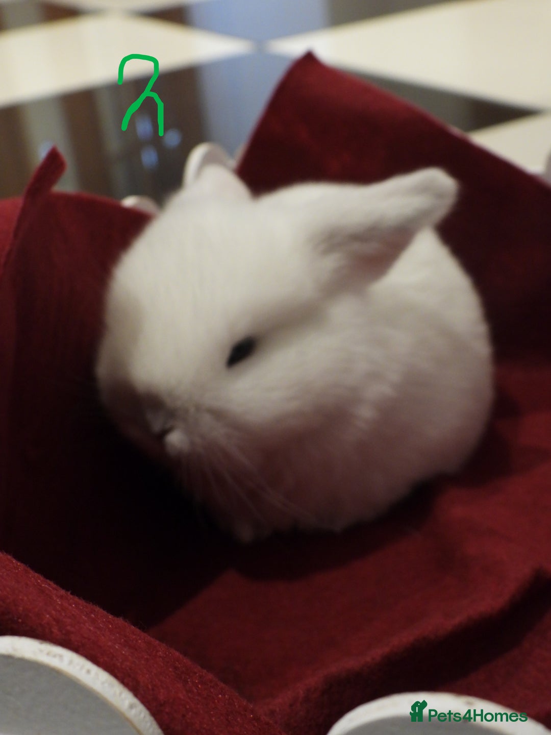 Mini Lop rabbits for sale: Adorable Purebred Baby Mini Lops - Image 11