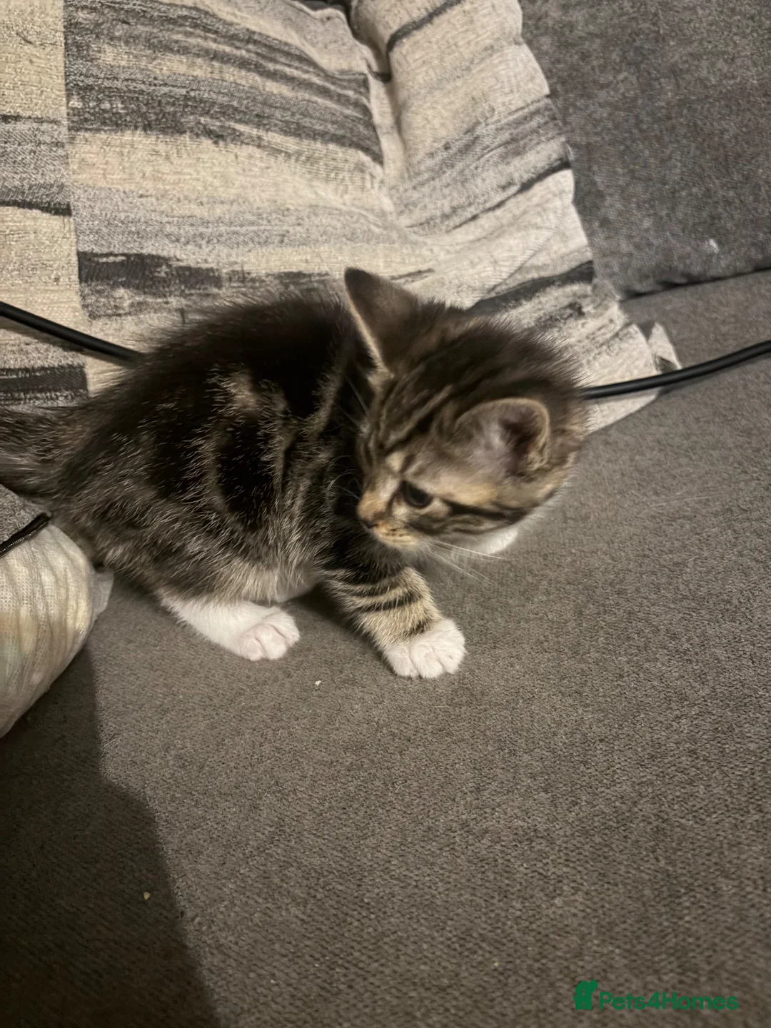 Mixed Breed cats for sale: Domestic medium haired tabby kittens  - Advert 2