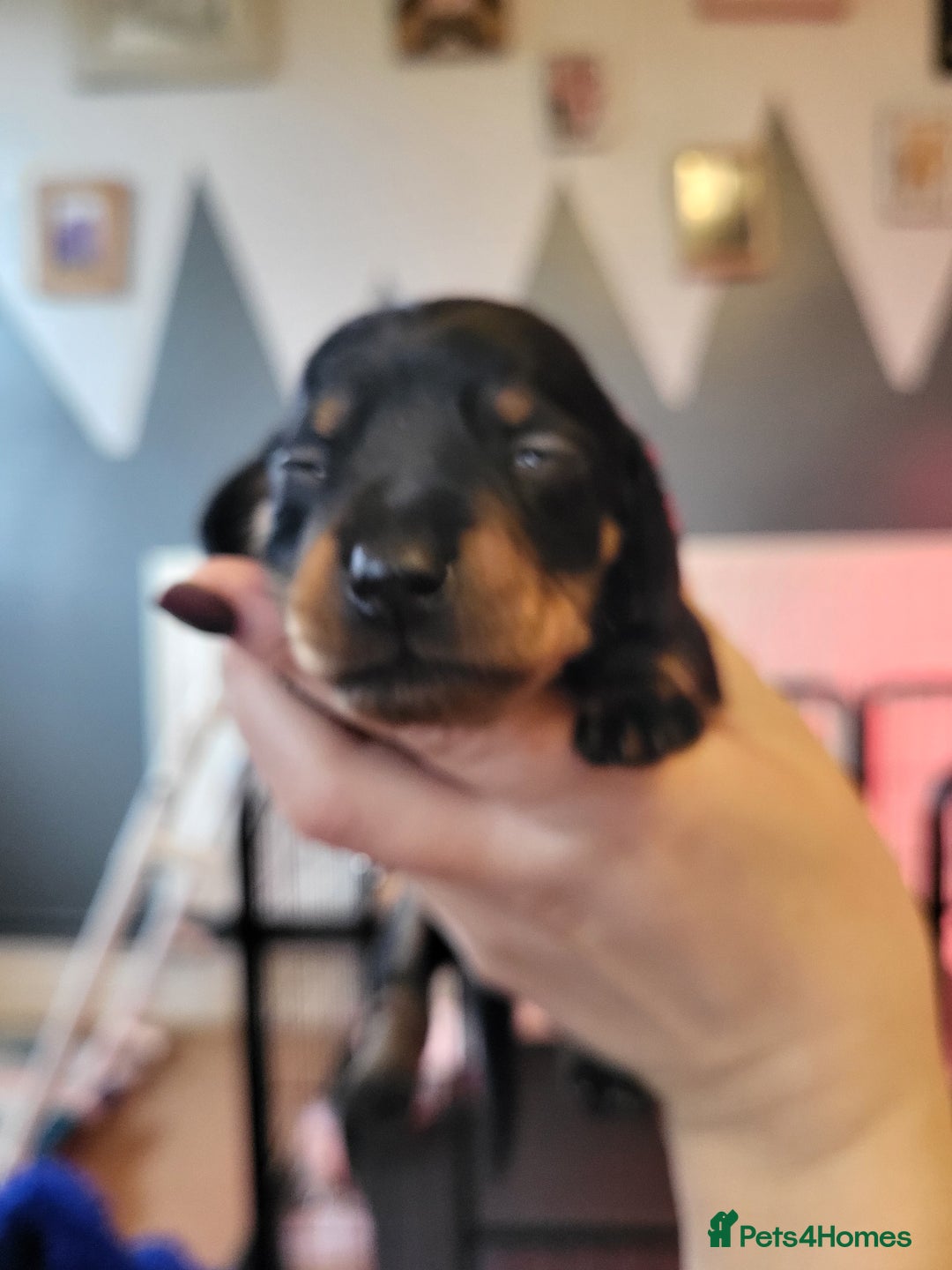 Miniature Dachshund dogs for sale: Miniature dachsund  - Image 13