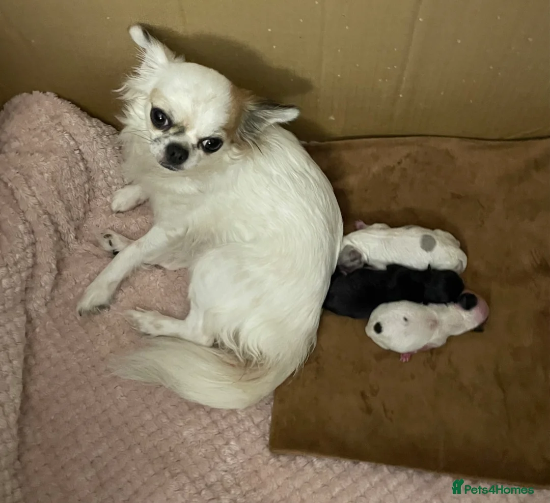 Chihuahua dogs for sale: KC registered gorgeous boys - Advert 1