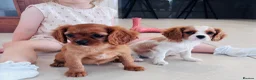 Cavalier King Charles Spaniel dogs for sale: Cavalier King Charles puppies - Advert 17