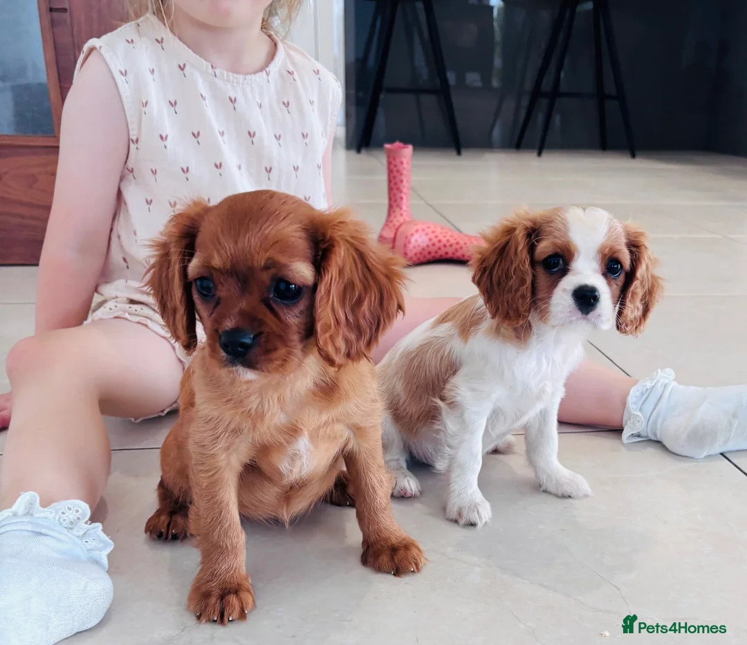 Cavalier King Charles Spaniel dogs for sale: Cavalier King Charles puppies - Advert 17