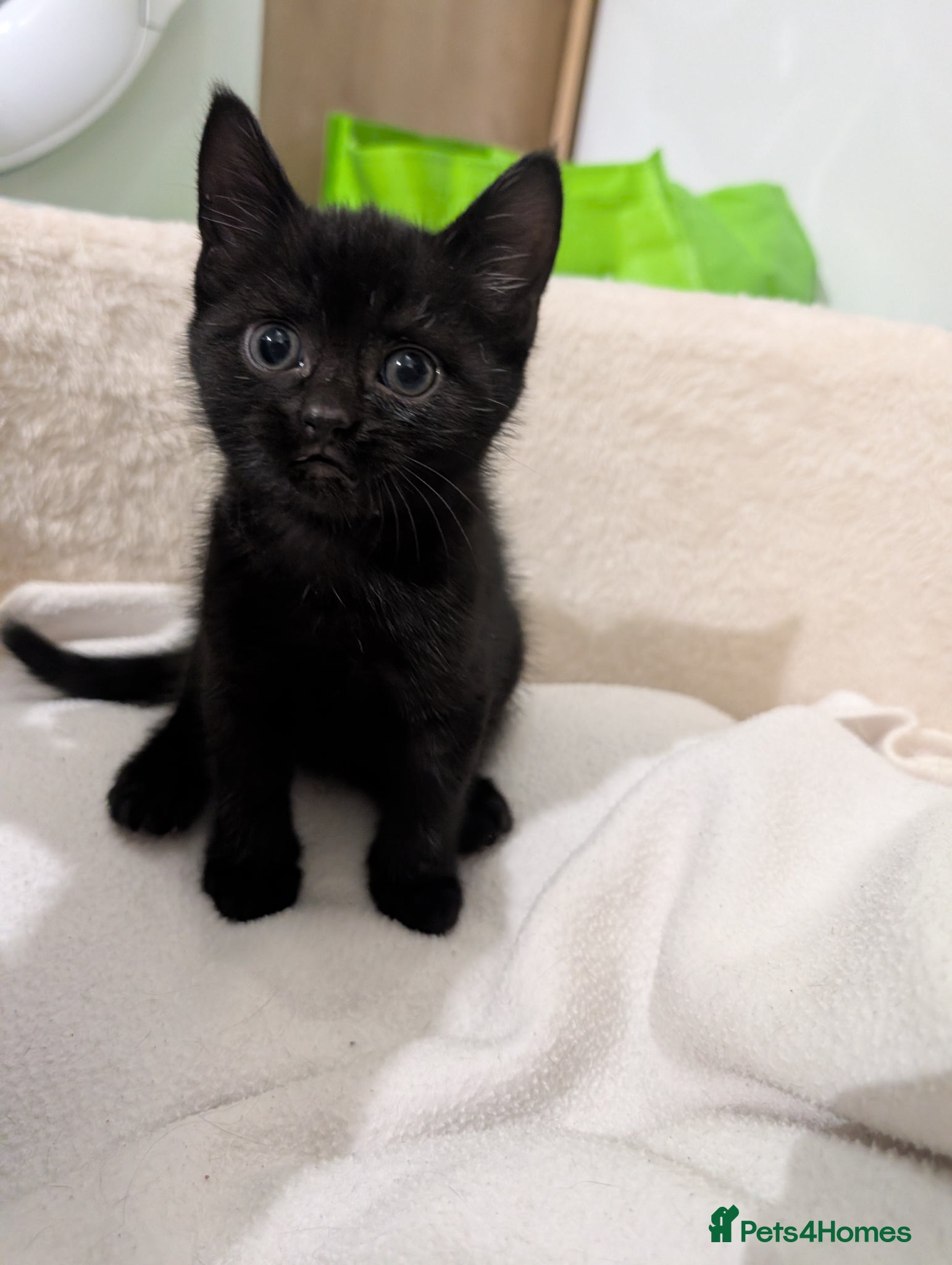 Mixed Breed cats x1 Gorgeous little black male kitten - Advert 7