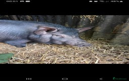 Pig livestock for sale: Ronnie and reggie  - Image 12