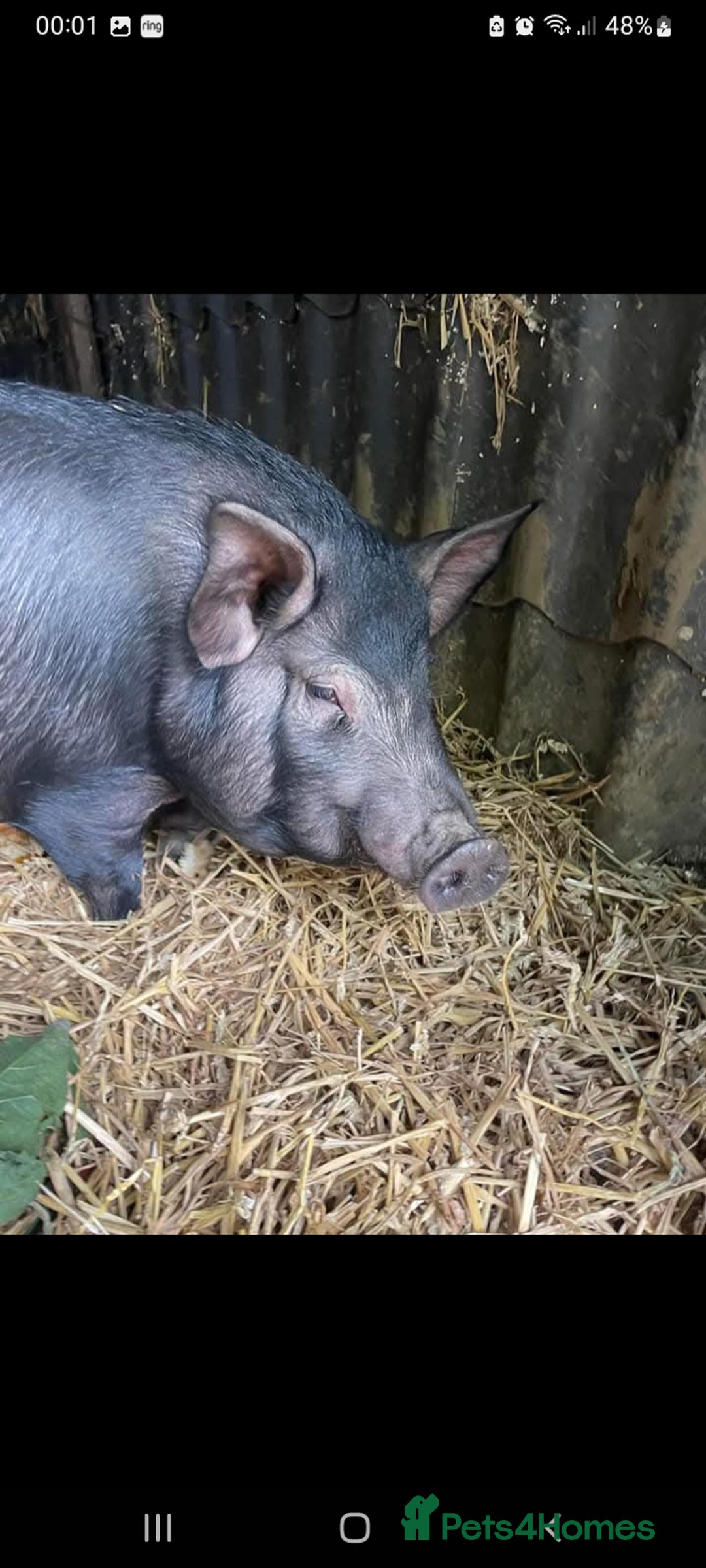 Pig livestock for sale: Ronnie and reggie  - Image 12