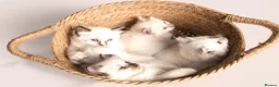 Ragdoll cats for sale: Beautiful Pedigree Ragdoll Kittens  - Advert 19
