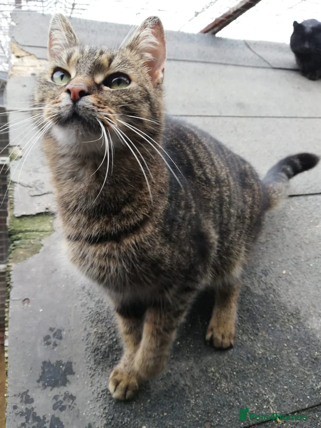 Mixed Breed cats for adoption: 🐾 XENA – a loyal cat for a Loving Home🐾 - Advert 2