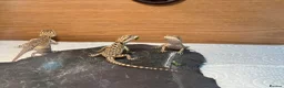 Bearded Dragon reptiles for sale: Baby Bearded Dragons - Advert 2