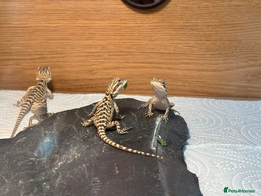 Bearded Dragon reptiles for sale: Baby Bearded Dragons - Advert 2