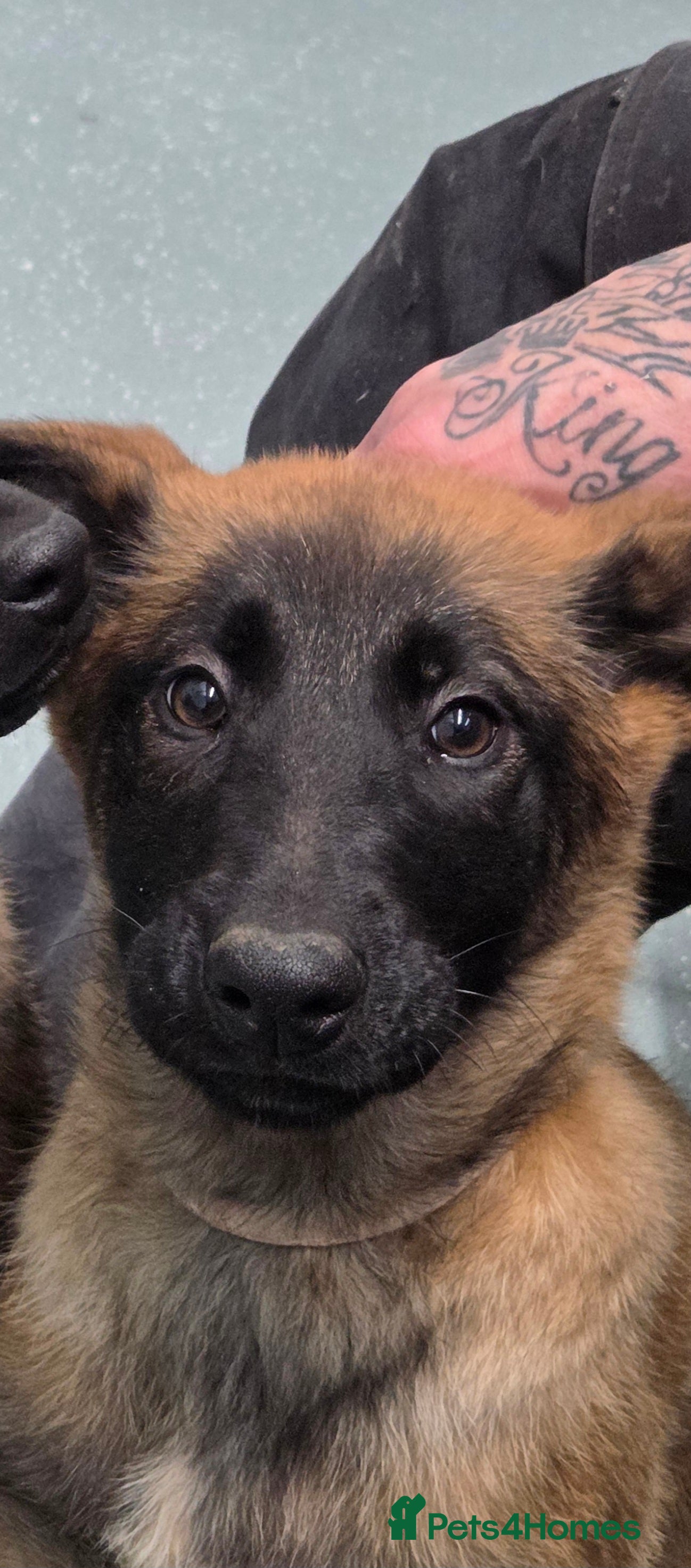 Belgian Shepherd Dog dogs Belgian malinois - Advert 9