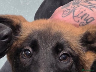 Belgian Shepherd Dog dogs Belgian malinois - Advert 9