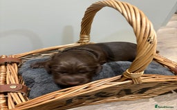 Cocker Spaniel dogs for sale: Beautiful working Cocker Spaniel puppies - Image 3