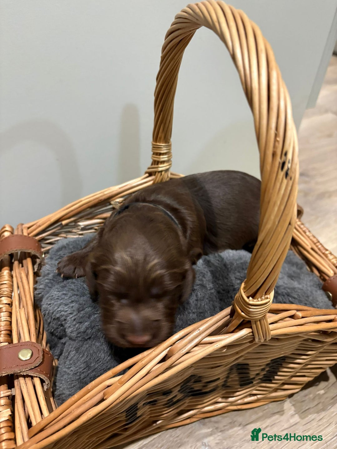 Cocker Spaniel dogs for sale: Beautiful working Cocker Spaniel puppies - Image 3