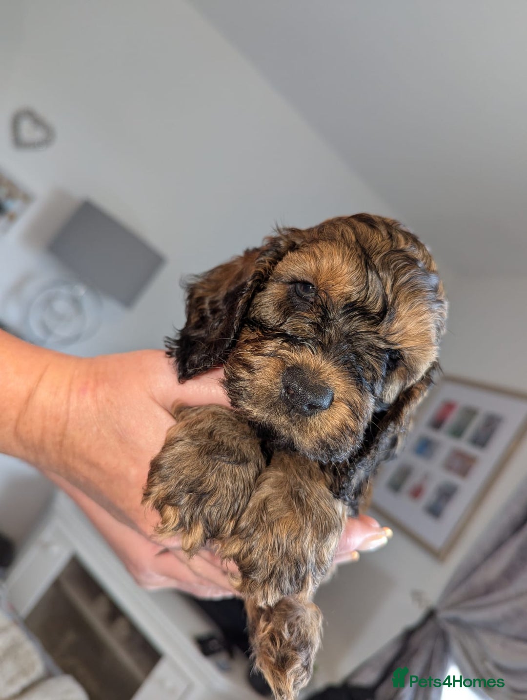 Cockapoo dogs for sale: F1 Toy Cockapoos - Image 28