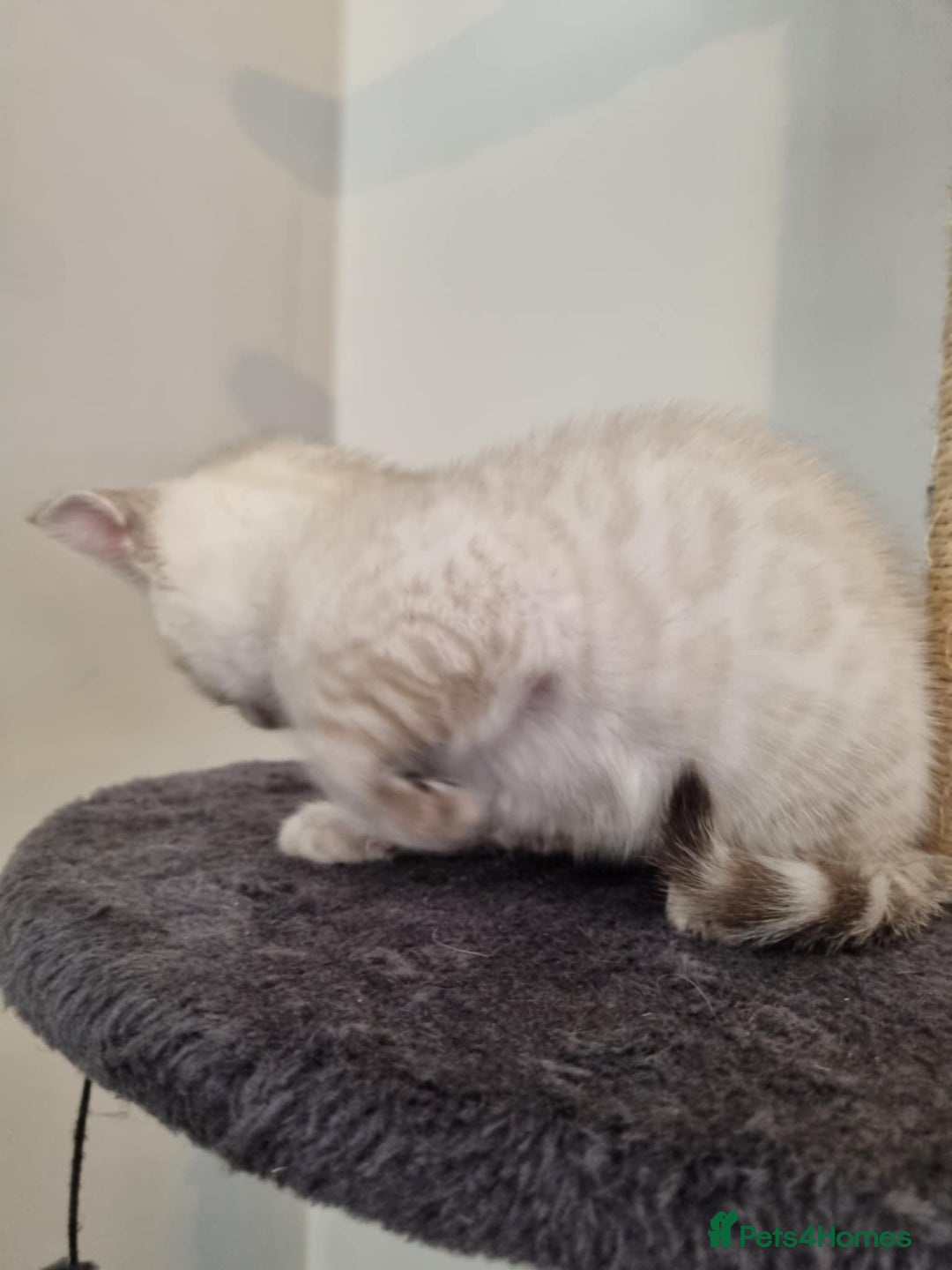 Bengal cats for sale: Pure Bengal kittens ready to reserve - Advert 8