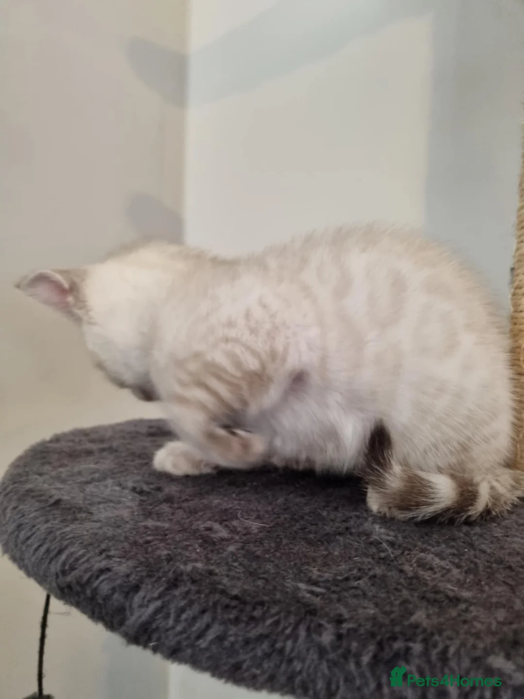 Bengal cats for sale: Pure Bengal kittens ready to reserve - Advert 10