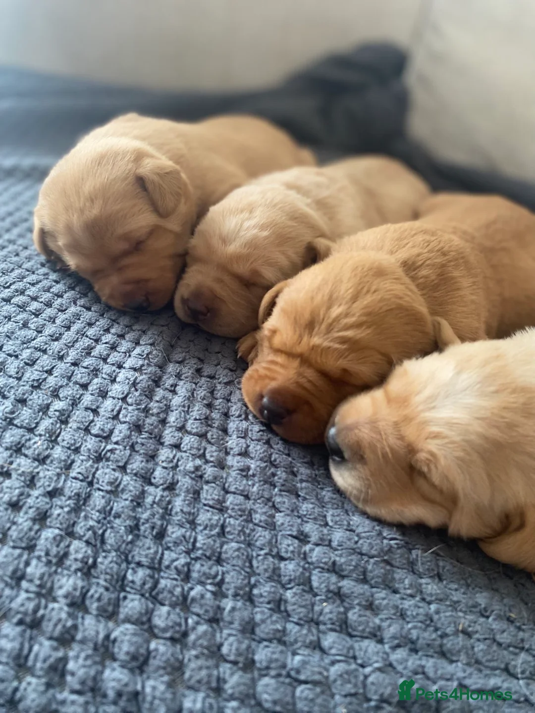 Labrador Retriever dogs for sale: Stunning Labrador Puppies–working bloodlines in Holyhead - Advert 1