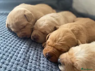 Labrador Retriever dogs Stunning Labrador Puppies–working bloodlines - Advert 10