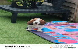 Basset Hound dogs for sale: Bassett Hound Puppies for Sale - Image 18
