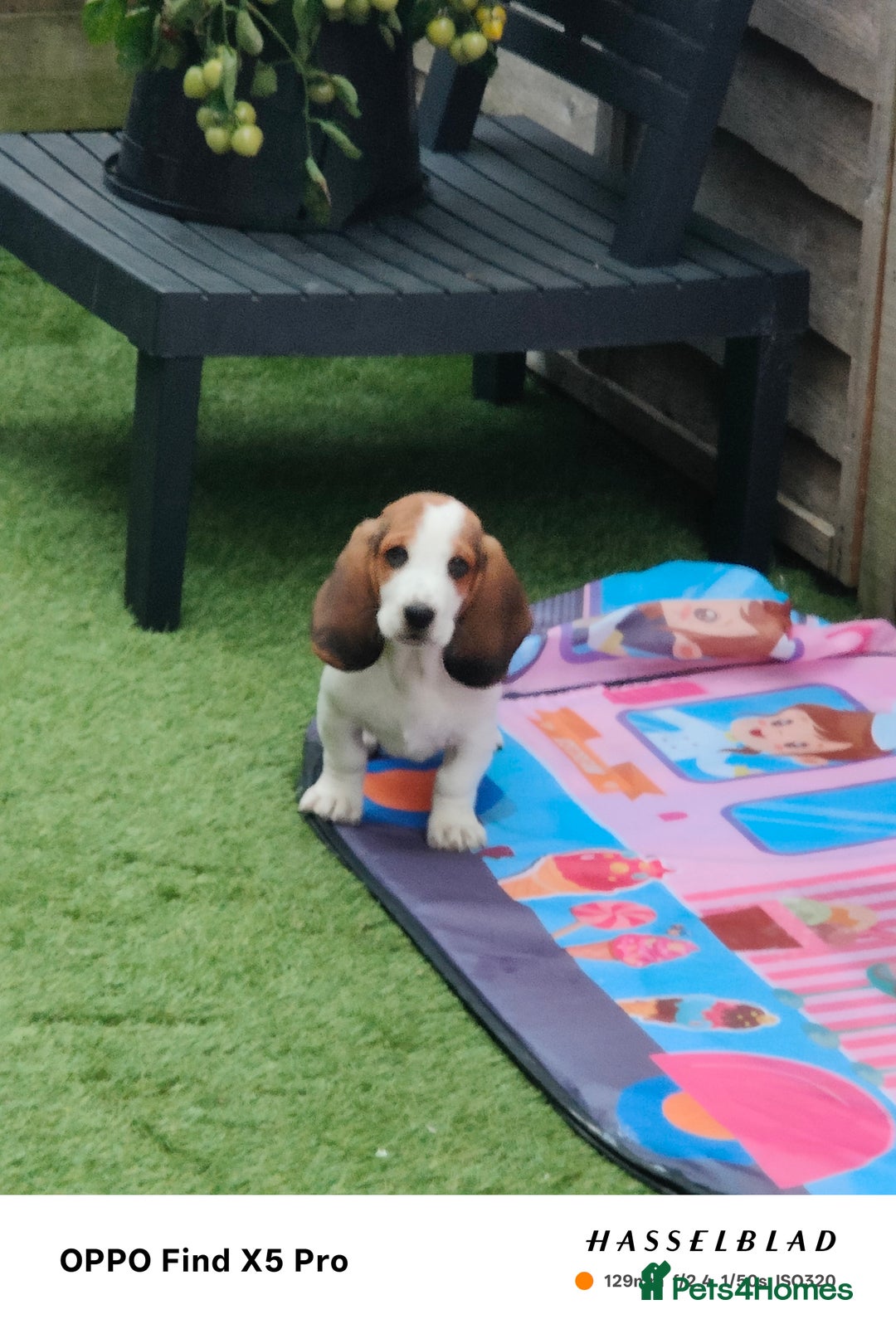 Basset Hound dogs for sale: Bassett Hound Puppies for Sale - Image 18