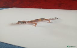 Leopard Gecko reptiles for sale: Baby leopard geckos for sale  - Image 11