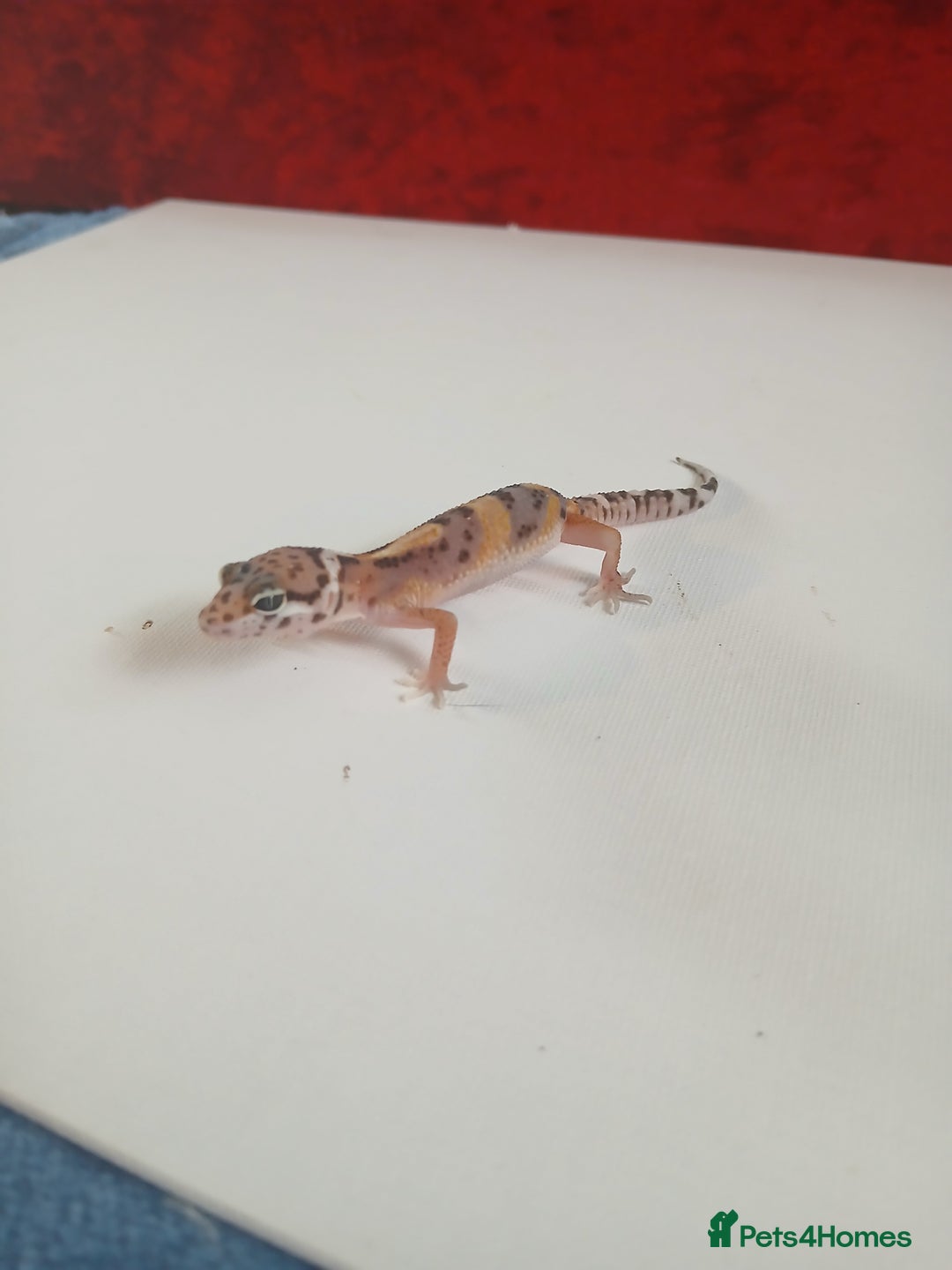 Leopard Gecko reptiles for sale: Baby leopard geckos for sale  - Image 11
