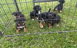 Jack Russell dogs for sale: Stunning litter of Traditional JackRussell pups  - Image 7