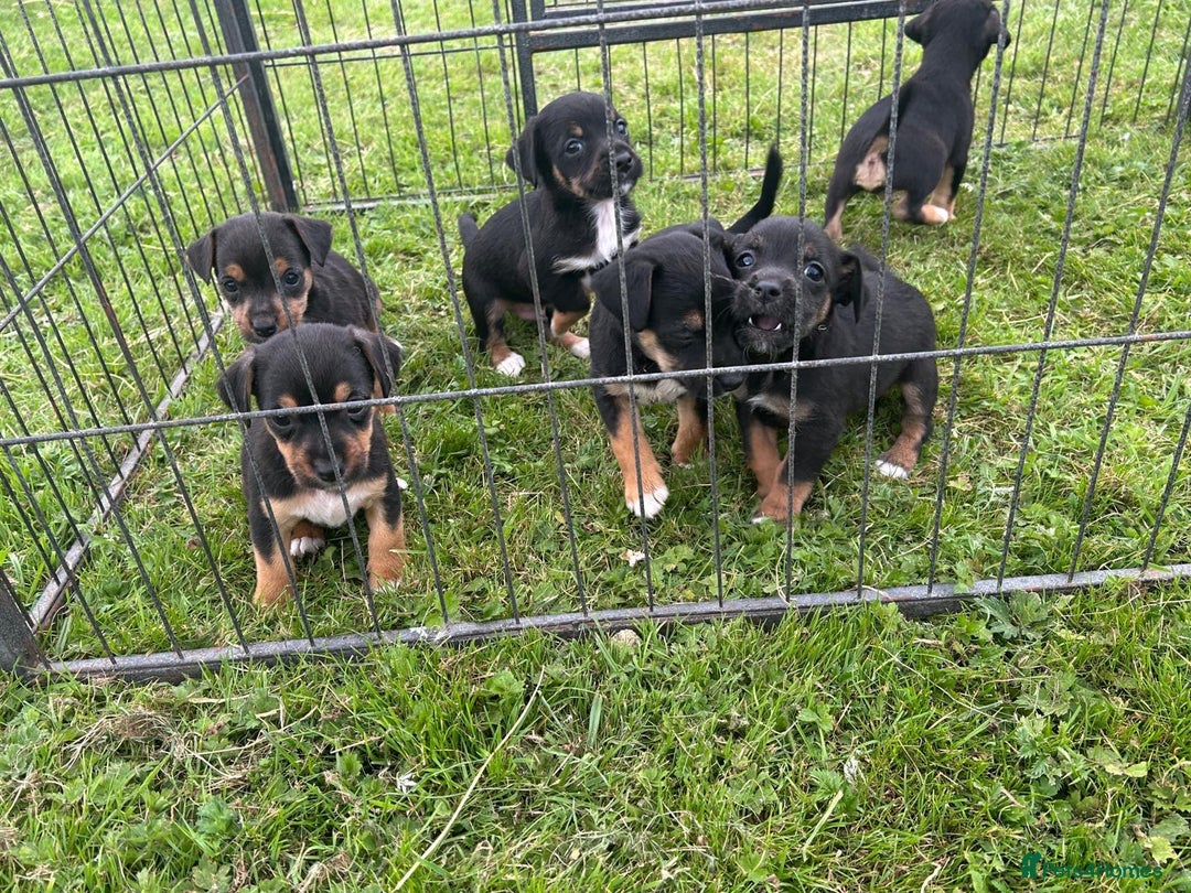 Jack Russell dogs for sale: Stunning litter of Traditional JackRussell pups  - Image 7