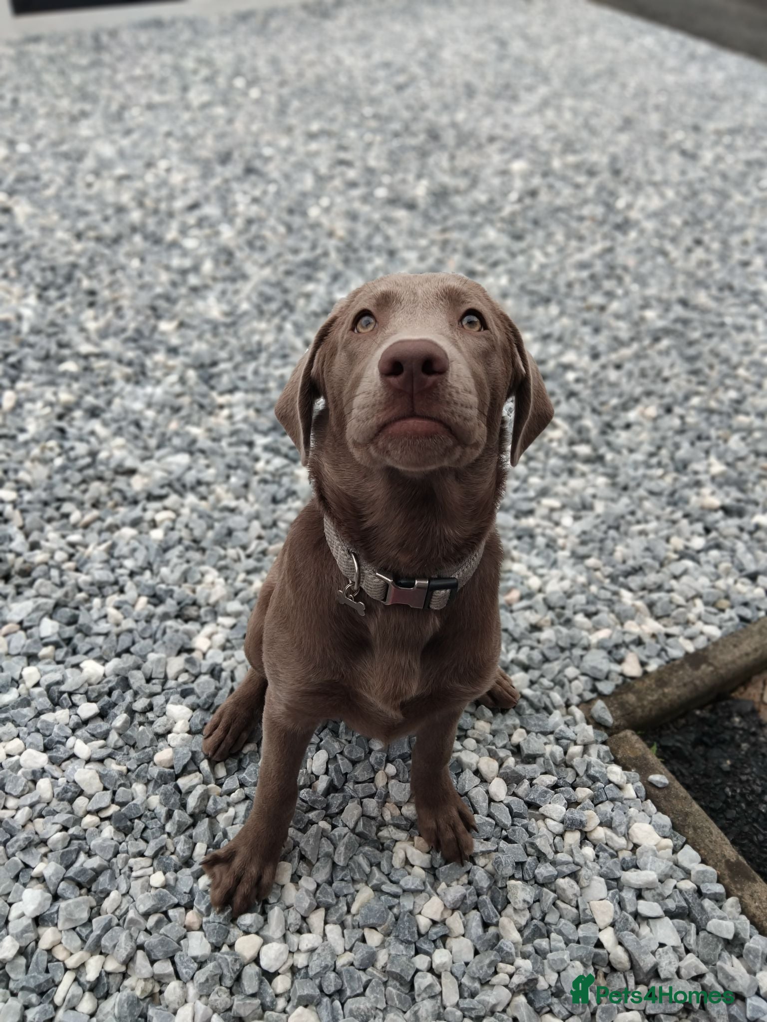 Labrador Retriever dogs 4 month old silver kc registered labrador bitch - Advert 5