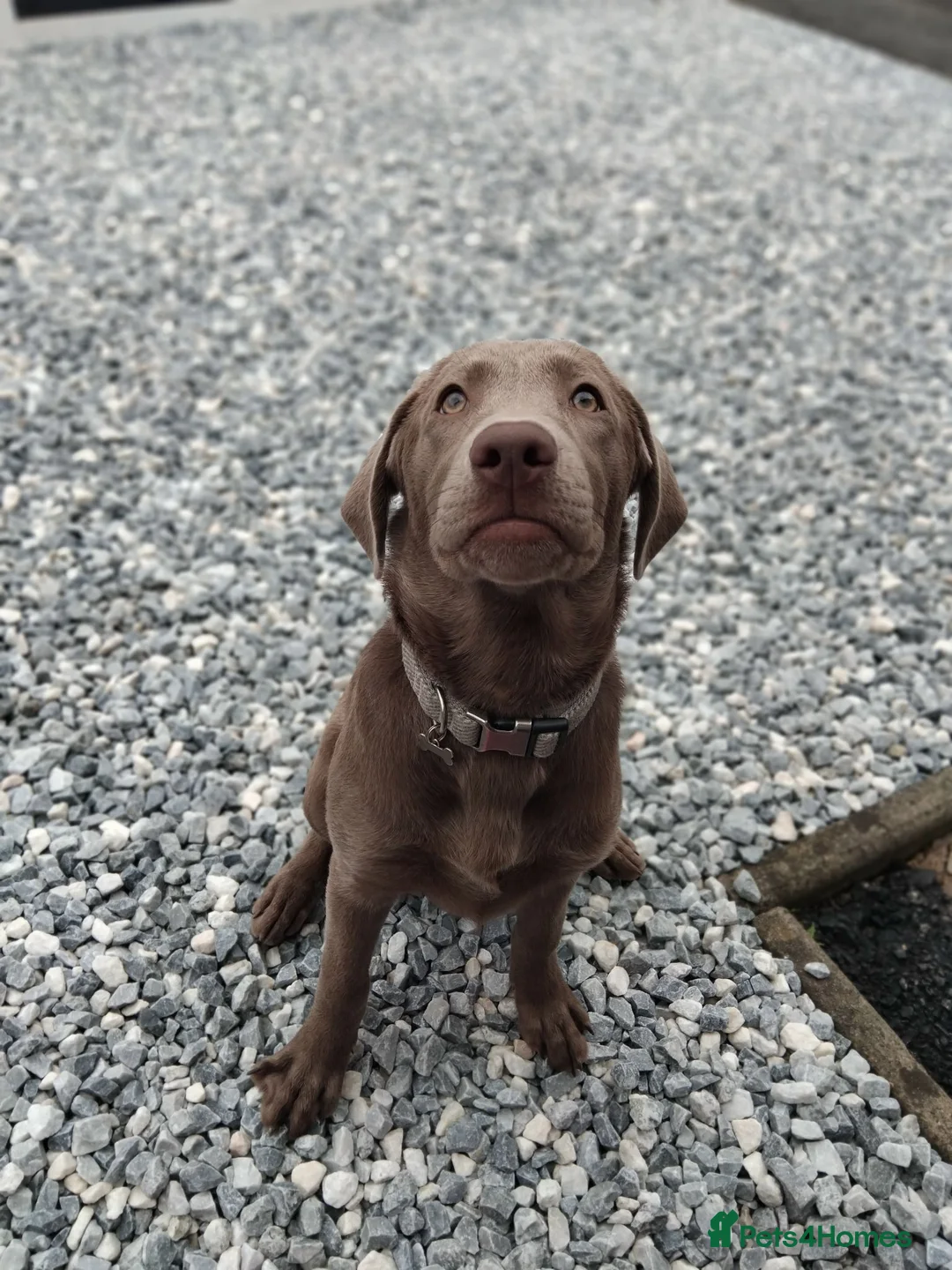 Labrador Retriever dogs for sale: 4 month old silver kc registered labrador bitch - Advert 1