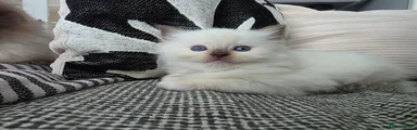 Chocolate mitted female 