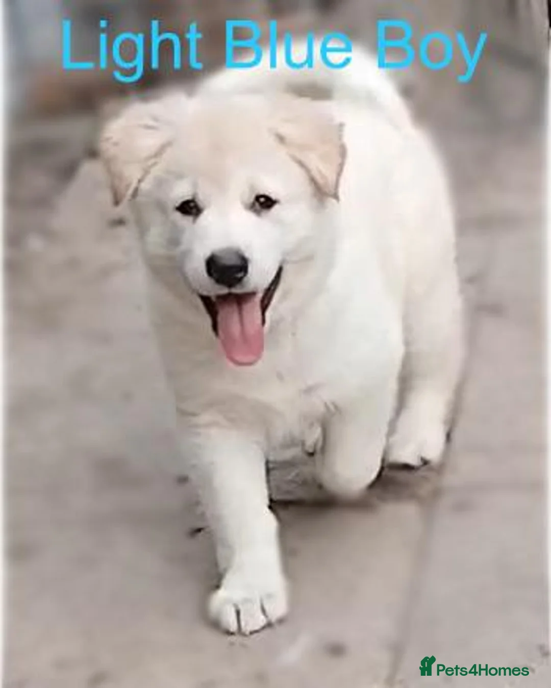 Golden Shepherd dogs for sale: Stunning, Confident German Shepherd Pups - Advert 2